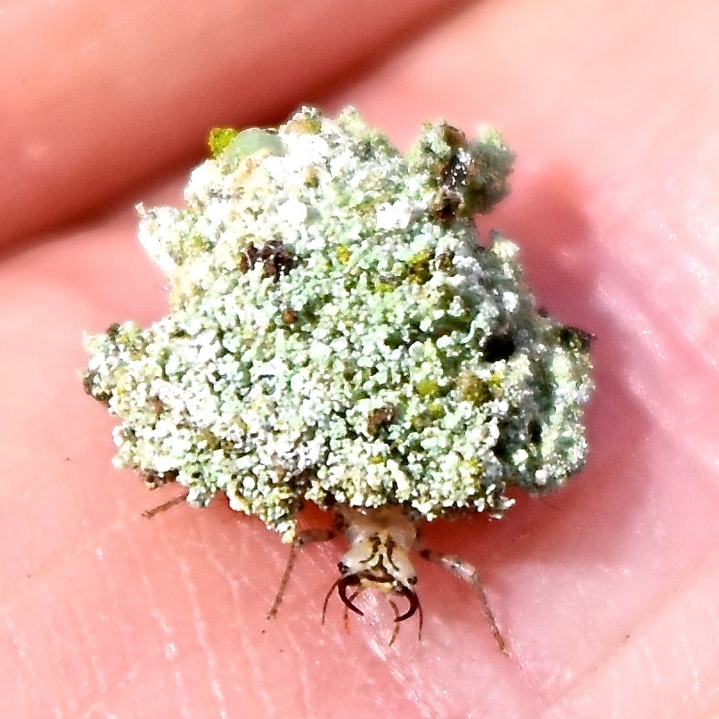 Lichen-carrying Green Lacewing