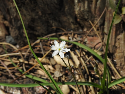 Kerry Lily (Simethis mattiazzi)