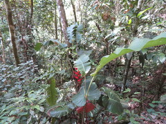 Heliconia orthotricha