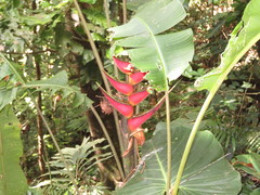 Heliconia orthotricha