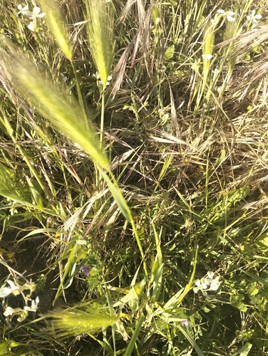 wall barley