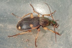 Chlaenius dusaultii