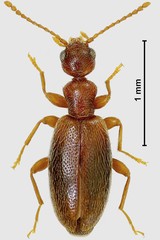 Cyclodinus blandulus