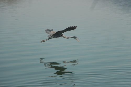 Cocoi Heron