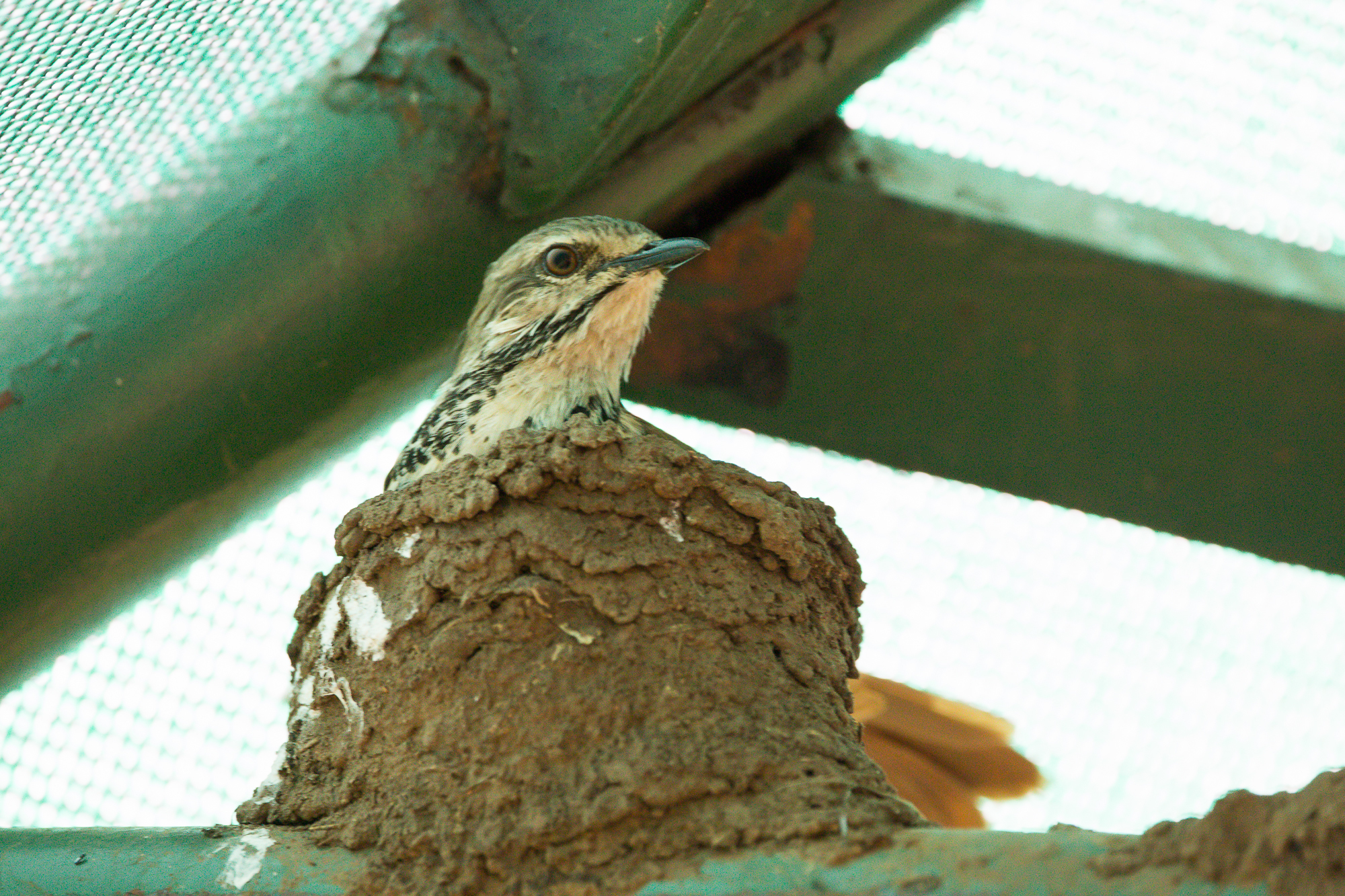 Spotted Morning-Thrush illustration