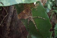 Heteropoda boiei
