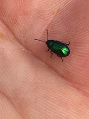 Gastrophysa cyanea