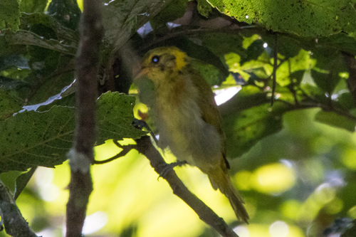 Guira Tanager (Hemithraupis guira), photo 3