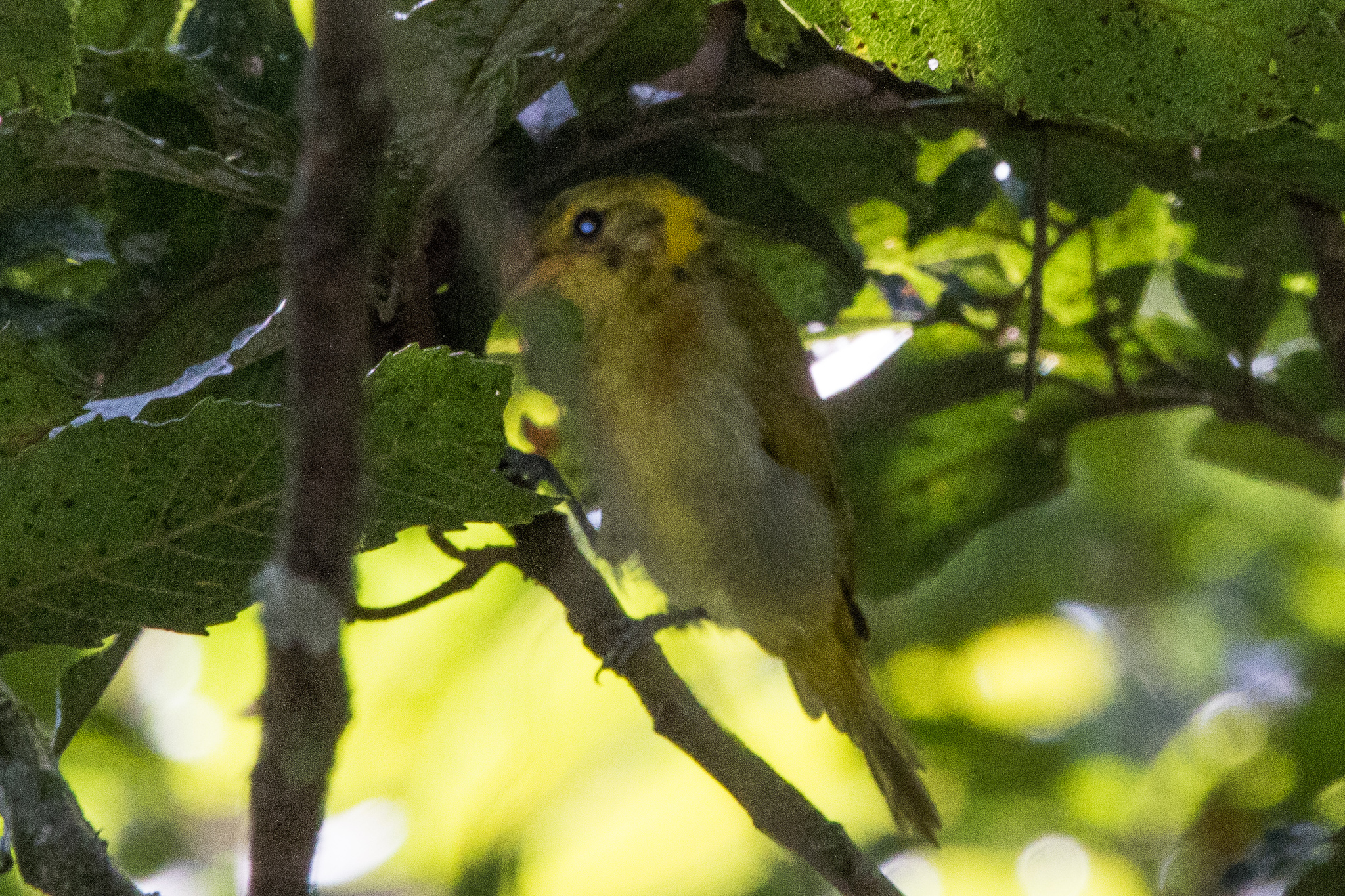 Guira Tanager (Hemithraupis guira), photo 3