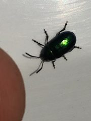 Gastrophysa cyanea