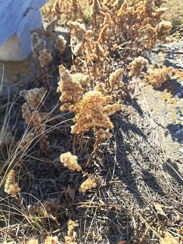 Missouri goldenrod
