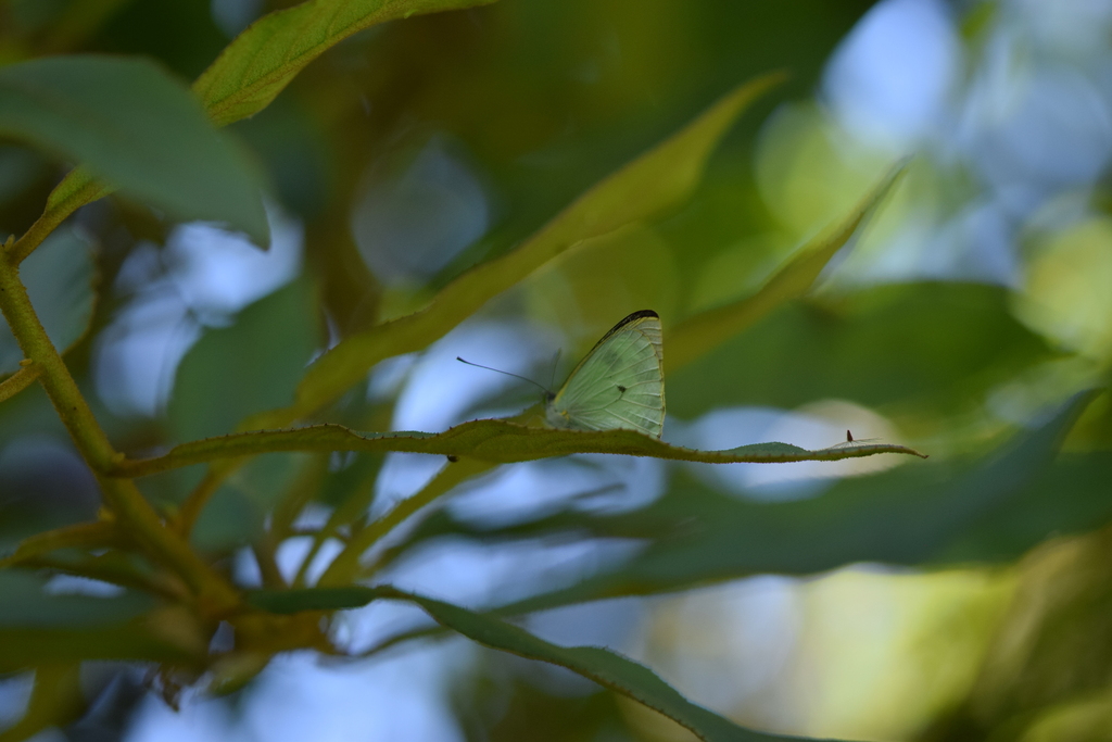 Leptophobia erinna
