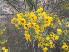 Senna artemisioides artemisioides