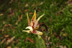 Plocoglottis plicata