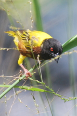 Ploceus jacksoni