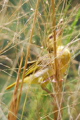 Ploceus jacksoni