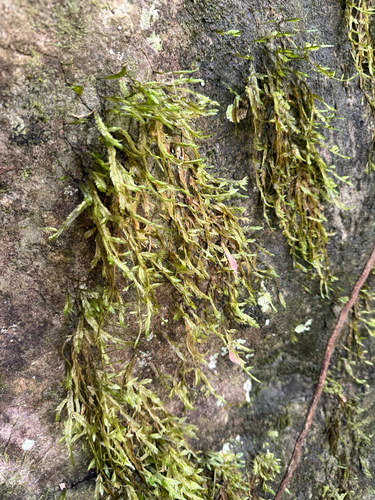 Phyllogonium viride observed 2026-04-01