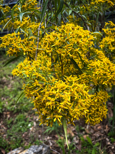 Willow Ragwort (Barkleyanthus salicifolius)