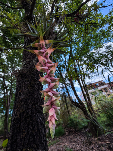Tillandsia eizii, photograph 5