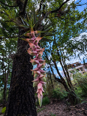 Tillandsia eizii, photograph (c) Daniel Pineda Vera, some rights reserved (CC BY)
