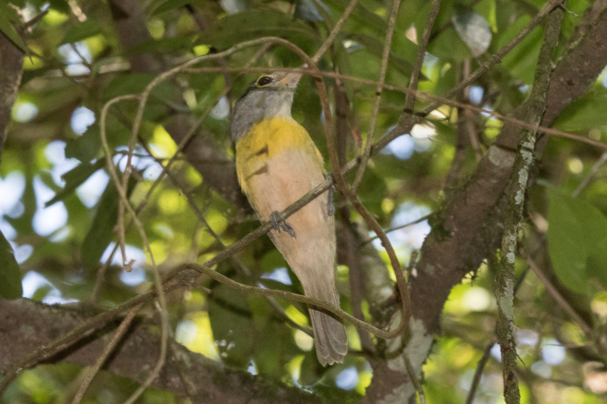 Green-backed Becard (Pachyramphus viridis), photo 2
