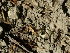 Sphiximorpha willistoni