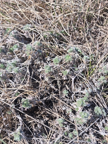 fringed sagebrush