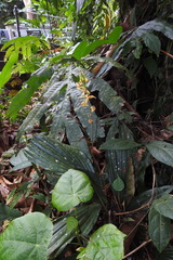 Plocoglottis plicata