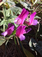 Lathyrus