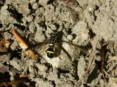 Sphiximorpha willistoni