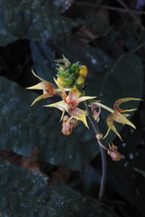 Plocoglottis plicata