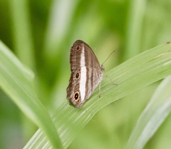 Euptychoides albofasciata