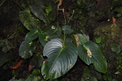 Monophyllaea