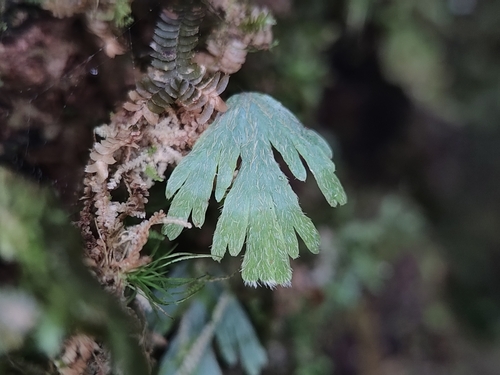 Hymenophyllum pallidum observed 2026-04-04