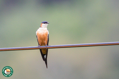 Cecropis senegalensis