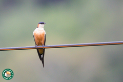 Cecropis senegalensis