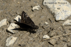 Erynnis lucilius