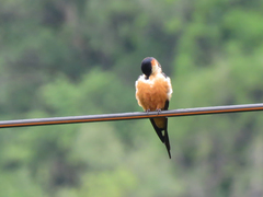 Cecropis senegalensis