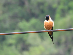 Cecropis senegalensis