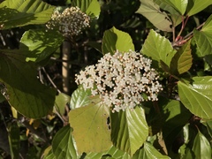 Viburnum japonicum