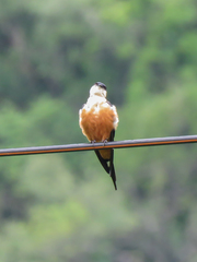 Cecropis senegalensis