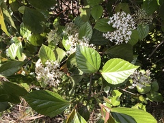 Viburnum japonicum