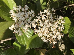 Viburnum japonicum