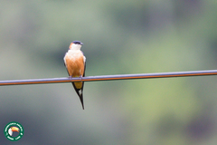 Cecropis senegalensis