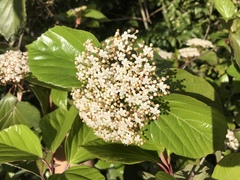 Viburnum japonicum