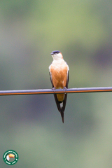 Cecropis senegalensis