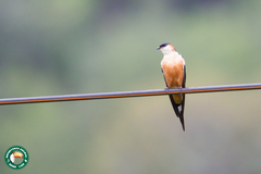 Cecropis senegalensis