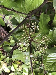 Viburnum japonicum