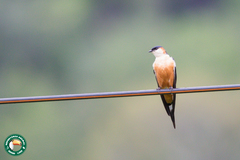 Cecropis senegalensis