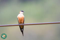 Cecropis senegalensis